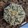 Astrophytum hybrid CAP-SK V-TYPE (capricorne x SUPERKABUTO)