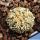 Astrophytum hybrid SK-CAP V-TYPE (SUPERKABUTO x capricorne)