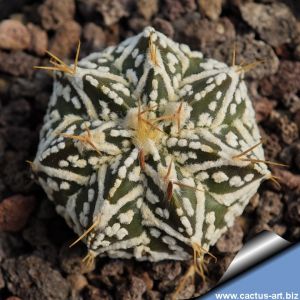 Astrophytum hybrid CAP-SK V-TYPE (capricorne x SUPERKABUTO)