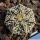 Astrophytum hybrid CAP-SK V-TYPE (capricorne x SUPERKABUTO)