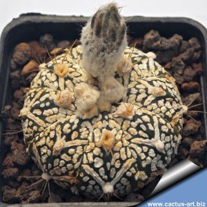 Astrophytum hybrid SK-CAP V-TYPE (SUPERKABUTO x capricorne)