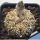 Astrophytum hybrid SK-CAP V-TYPE (SUPERKABUTO x capricorne)