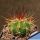 Melocactus albicephalus