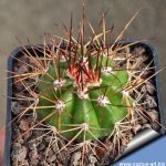 Melocactus albicephalus