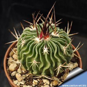 Echinofossulocactus lamellosus FO205 Sierra Mixteca, Oaxaca, Mexico