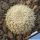 Coryphantha werdermannii v. unguispina HR613 El Hundido, Coahuila, Mexico