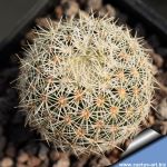 Coryphantha werdermannii v. unguispina HR613 El Hundido, Coahuila, Mexico