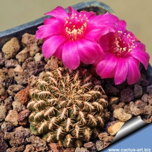 Sulcorebutia cupreata KK1814 Mizque, Bolivia, 2800-3200m