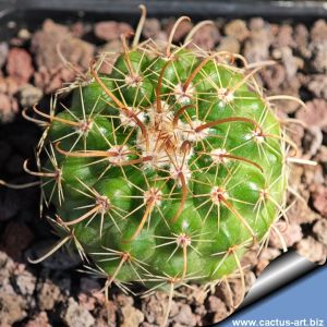 Parodia schwebsiana v. applanata KP57 Arami, Cochabamba, Bolivia