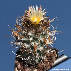 Turbinicarpus flaviflorus VM506 Santa Rita, San Luis Potosi, Mexico