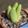 Conophytum umdausense