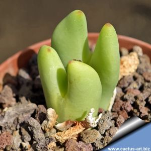 Conophytum umdausense