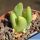 Conophytum umdausense
