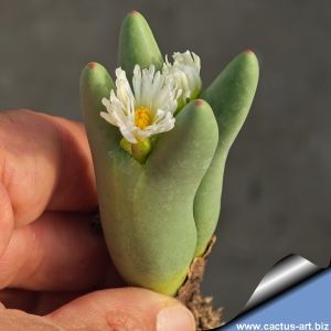 Conophytum umdausense