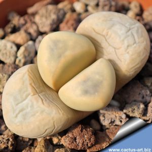 Lithops meyeri C273 55km North-North-East of Port Nolloth, Cape Province