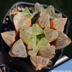 Haworthia cv. LIQUID PRISM