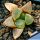 Haworthia cv. LIQUID PRISM