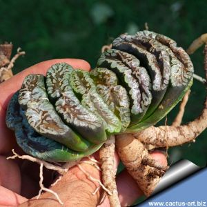 Haworthia truncata cv. CORAL REEF