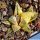 Haworthia pygmaea f. variegata