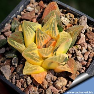 Haworthia pygmaea f. variegata