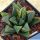 Haworthia pygmaea f. variegata
