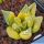 Haworthia pygmaea f. variegata