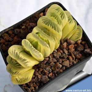 Haworthia truncata cv. MOON SHADOW ( LIME GREEN forma albinica)