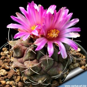 Thelocactus buekii GM1943 (PP242) La Escondida, 1400 m, Nuevo Leon, Mexico.