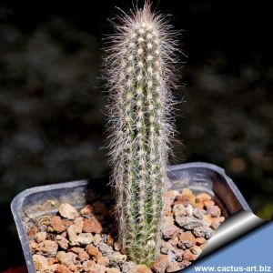 Wilcoxia sp.