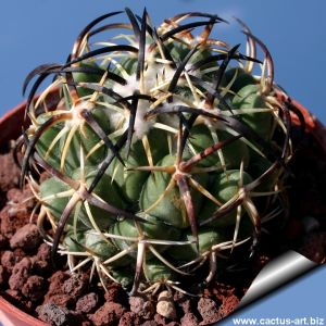 Coryphantha tripugionacantha KPP1604 San Juan de Capistrano, Zacatecas, Mexico