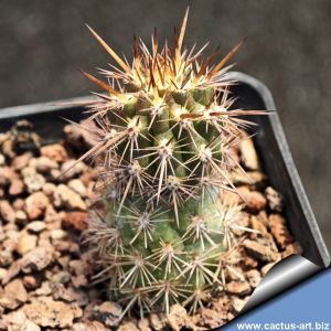 Loxanthocereus sextonianus