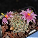 Mammillaria alamensis