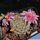 Mammillaria alamensis