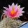 Mammillaria alamensis