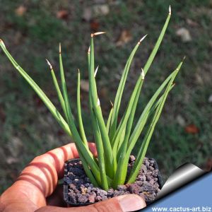 Agave albopilosa (offset)