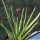Agave albopilosa (offset)
