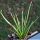 Agave albopilosa (offset)