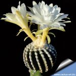 Discocactus horstii (grafted Ø 2-3 cm)