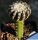 Discocactus horstii (grafted Ø 2-3 cm)