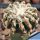 Discocactus horstii (grafted Ø 2-3 cm)