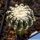 Discocactus horstii (grafted Ø 2-3 cm)