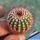 Uebelmannia pectinifera v. crebrispina RNK69, N from Barao do Guaicuí, 230m, Minas Gerais, Brazil