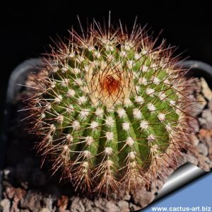 Uebelmannia pectinifera v. crebrispina RNK69, N from Barao do Guaicuí, 230m, Minas Gerais, Brazil