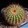 Uebelmannia pectinifera v. crebrispina RNK69, N from Barao do Guaicuí, 230m, Minas Gerais, Brazil