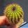Uebelmannia pectinifera v. multicostata HU854 South of Inhai towards east, Minas Gerais, Brazil