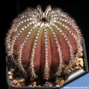 Uebelmannia pectinifera v. multicostata HU854 South of Inhai towards east, Minas Gerais, Brazil