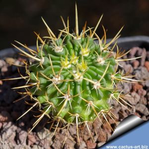 Echinofossulocactus sulphureus VM1001 Vista Hermosa, Queretaro, Mexico