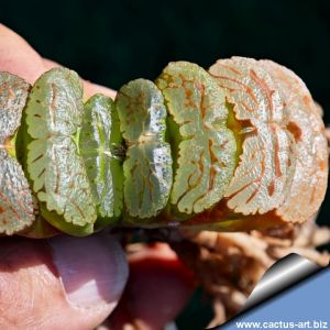 Haworthia truncata (clone 7)