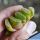 Haworthia truncata (clone 7)