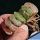 Haworthia truncata (clone 7)